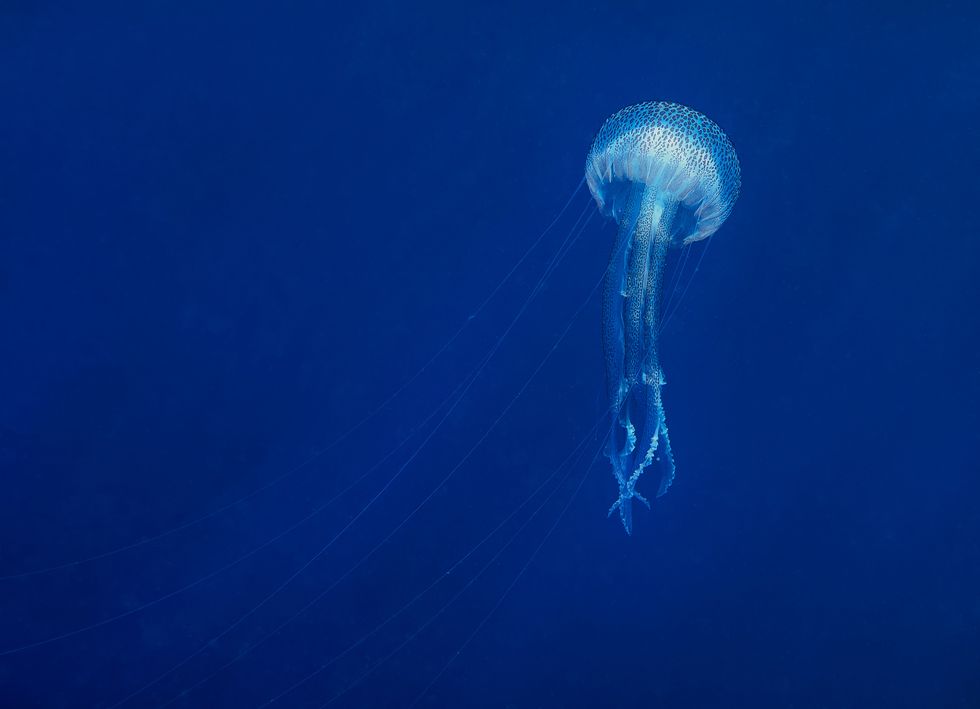a mauve stinger jellyfish pelagia noctiluca in the mediterranean sea