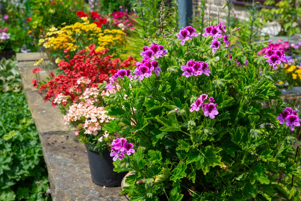 a bushy pelargonium with rich pink flowers and intensely scented foliage growing in a pot in a summer garden