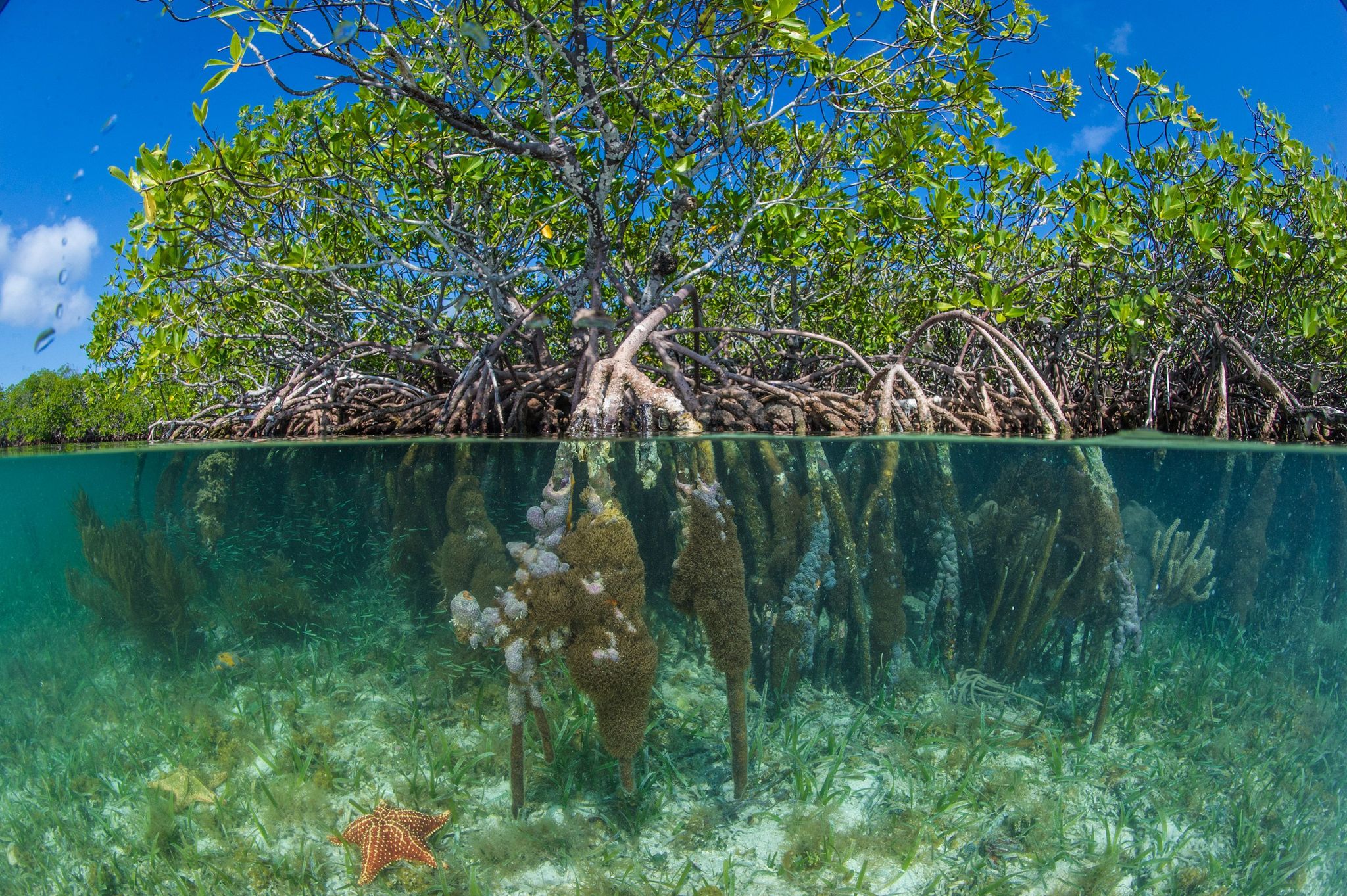 Rode mangroven groeien onder en boven het zeewater van het South Water Caye Marine Reserve in Pelican Beach Belize
