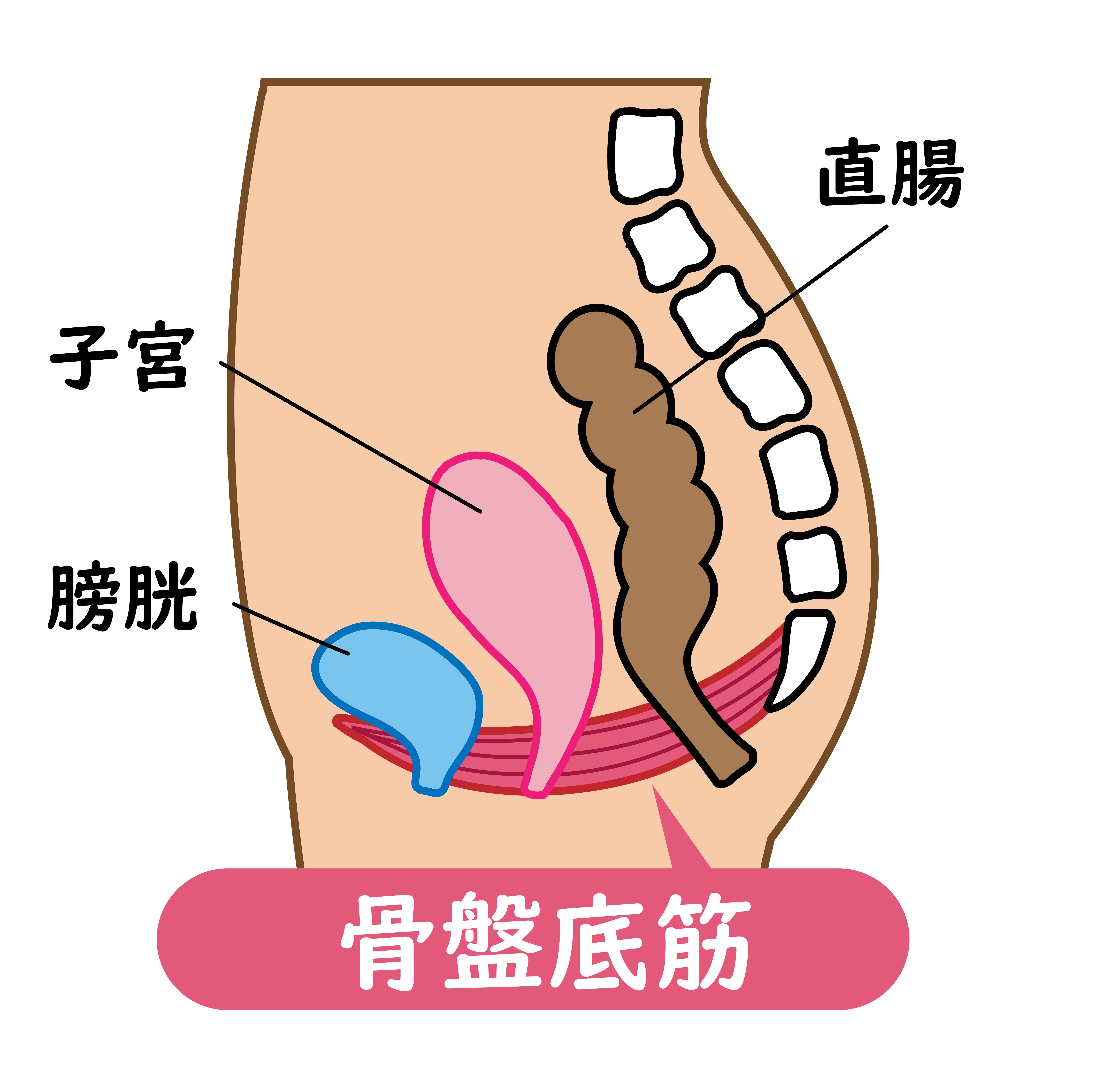 pelvic floor muscle diagram an illustration