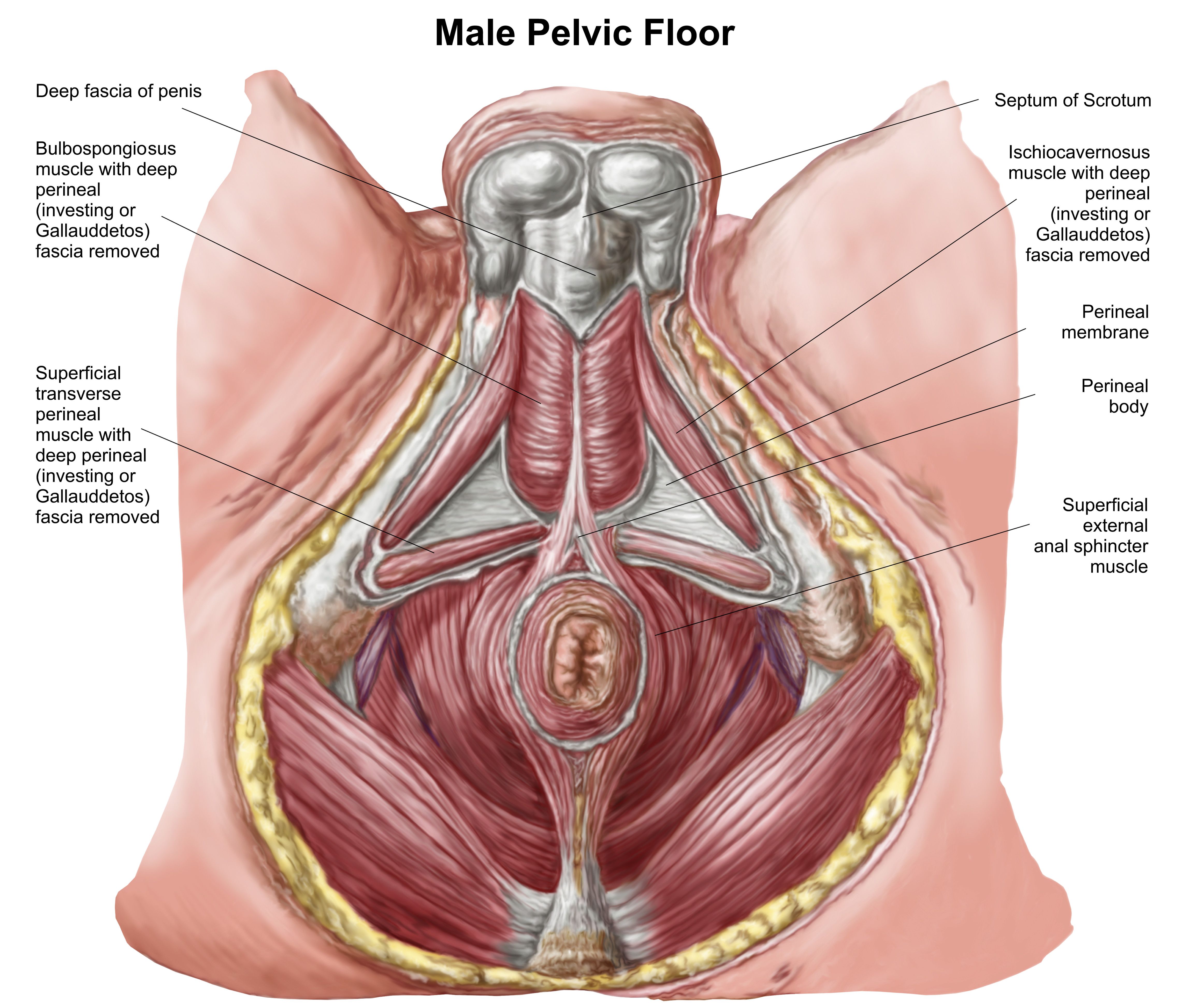 Pelvic floor exercises for people with male anatomy