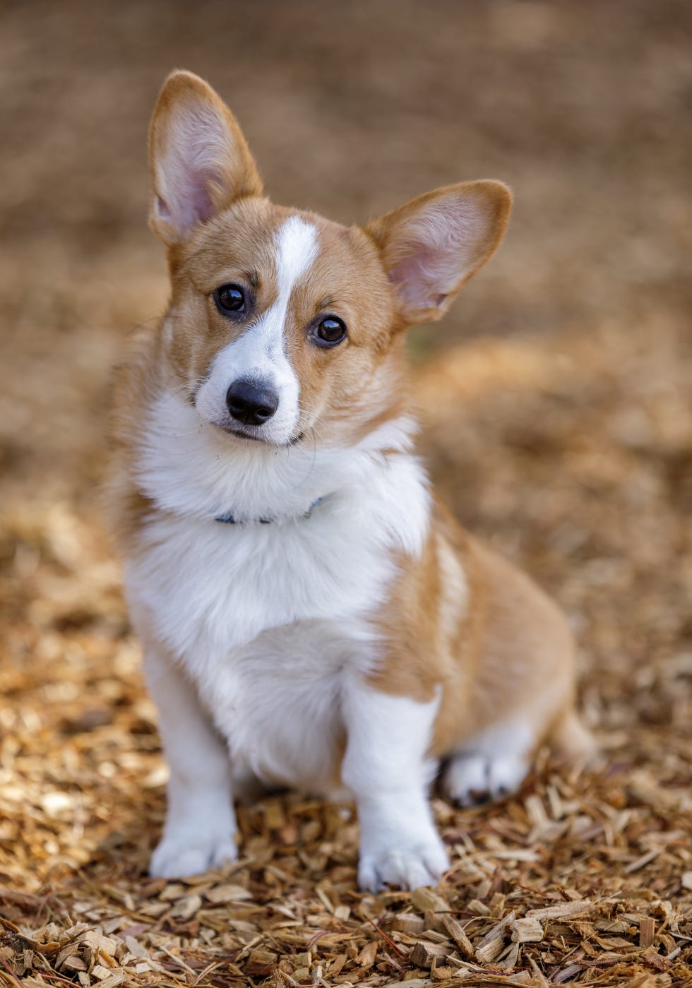 welsh corgi full grown