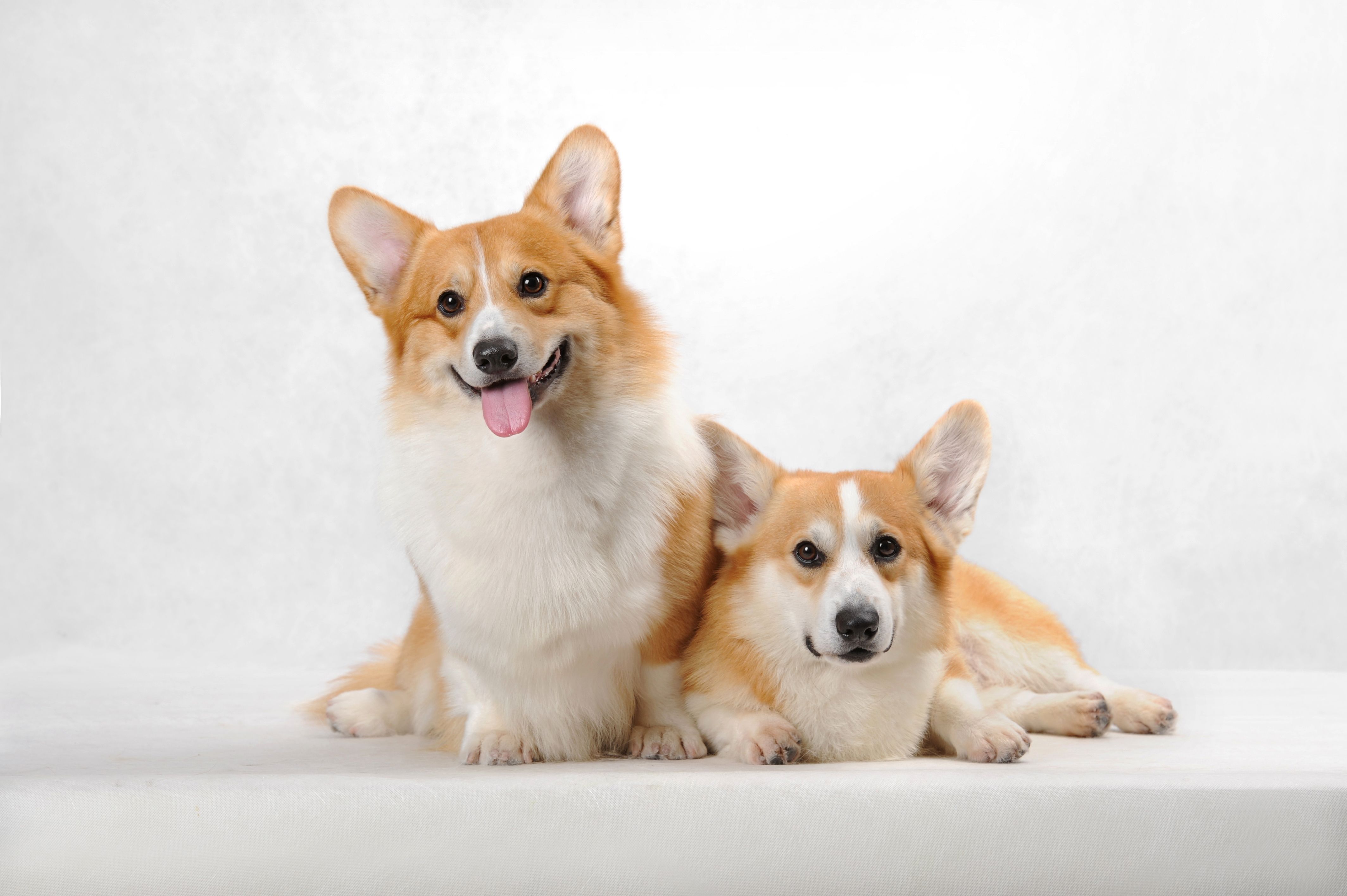 Dog breeds similar to corgi best sale