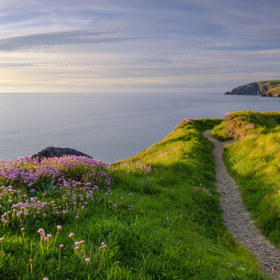 ceibwr bay, uk may 22, 2019 spring evening light on the coastal path and sea pinks in ceibwr bay, pemroke, wales, uk