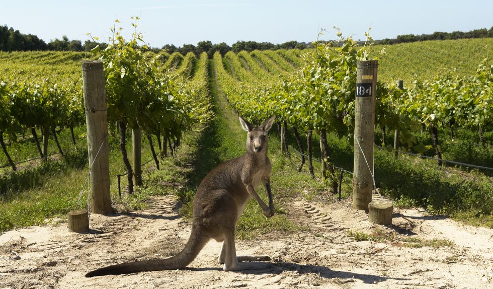 Penfolds Vineyards, Robe, South AUstralia, Australia