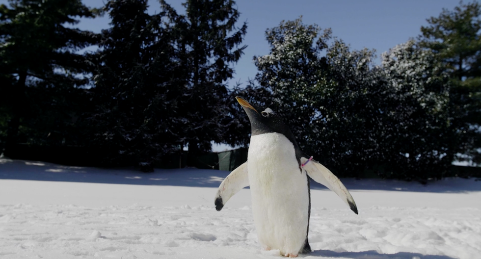 wonders of wildlife aquarium penguin