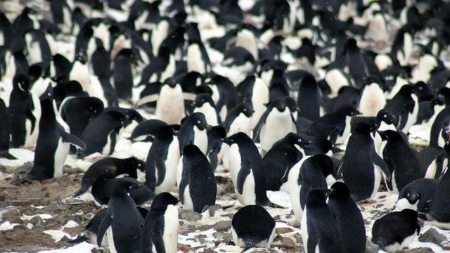 A closer look at the weirdest Penguins game of 2021 - PensBurgh