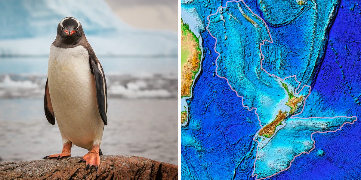 Giant 6-Foot-8 Penguin Discovered in Antarctica