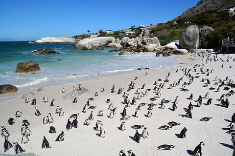 Penguins Boulders beach South Africa