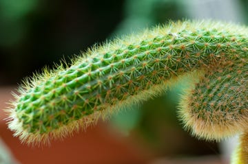 Penis cactus