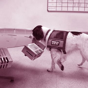 penn vet working dog center