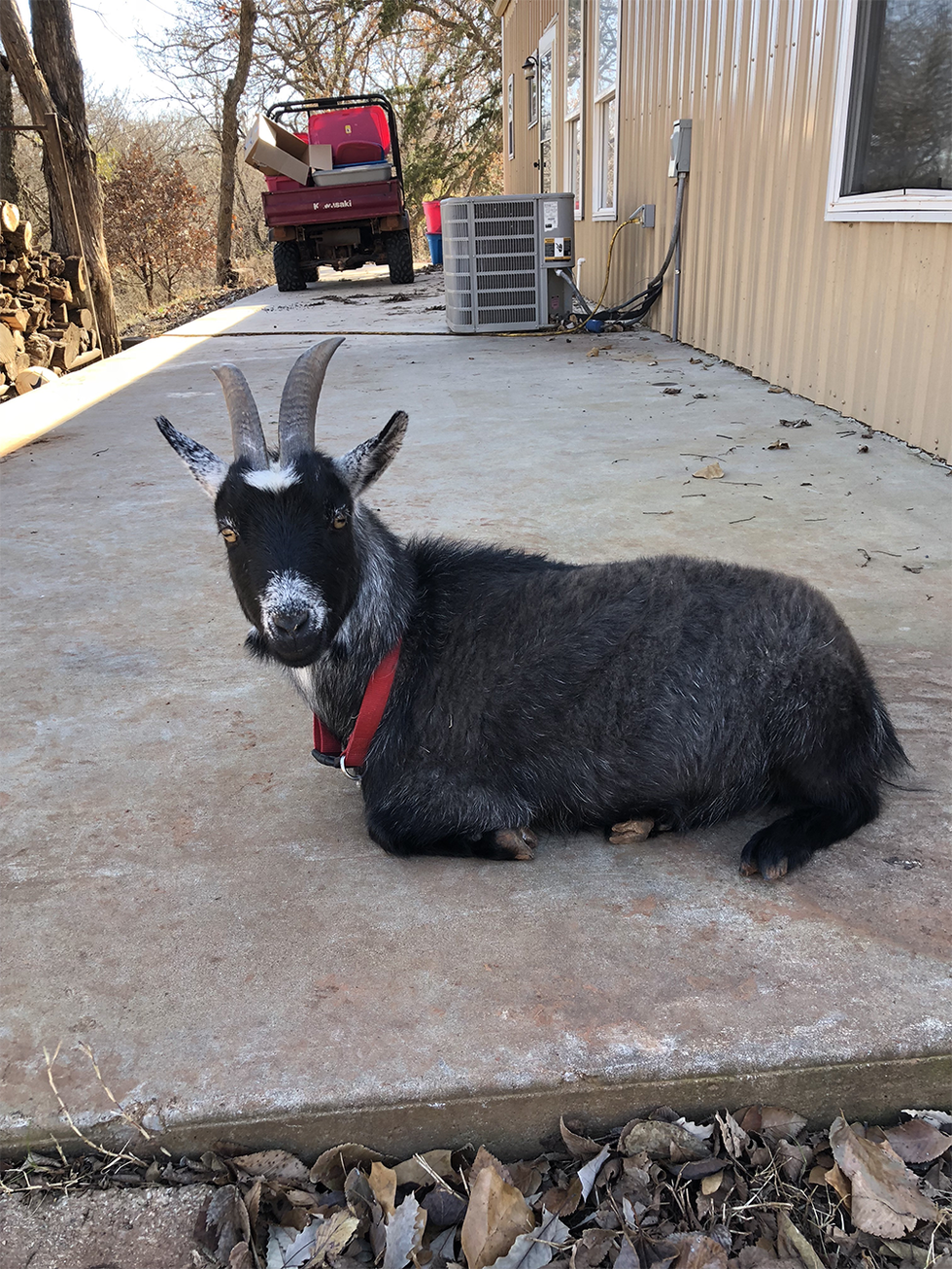 penny nigerian dwarf goat