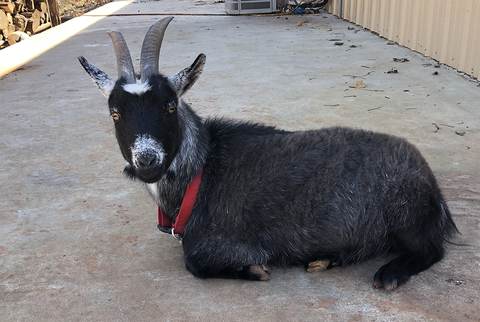 penny nigerian dwarf goat