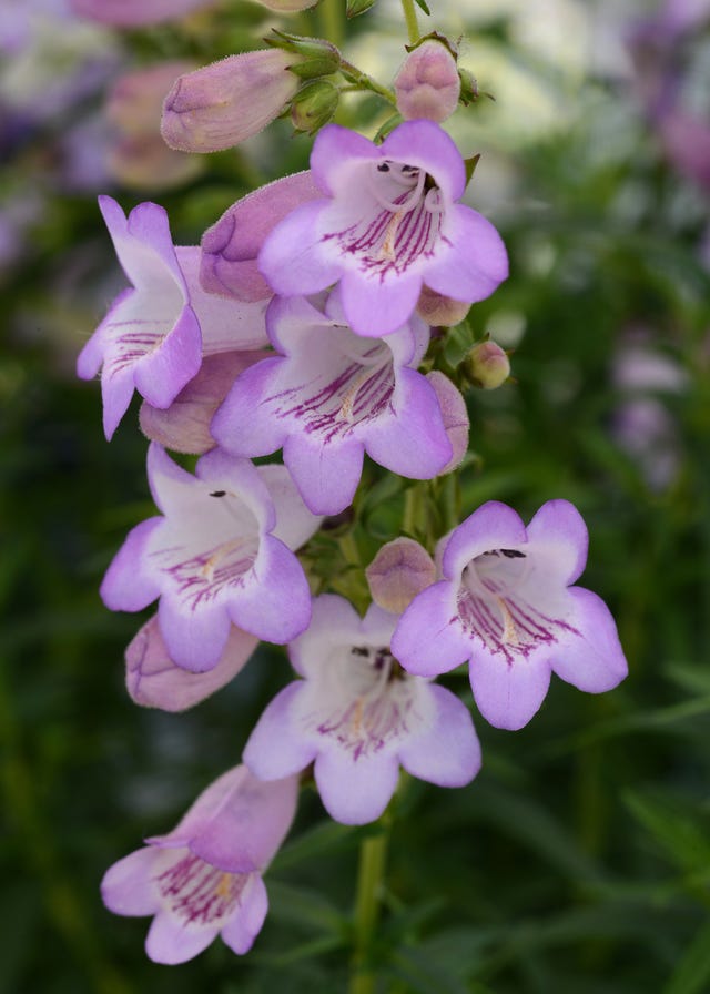 a group of purple flowers