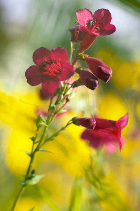 15 Of The Best Plants For A Beautiful Summer Garden Border – RHS ...