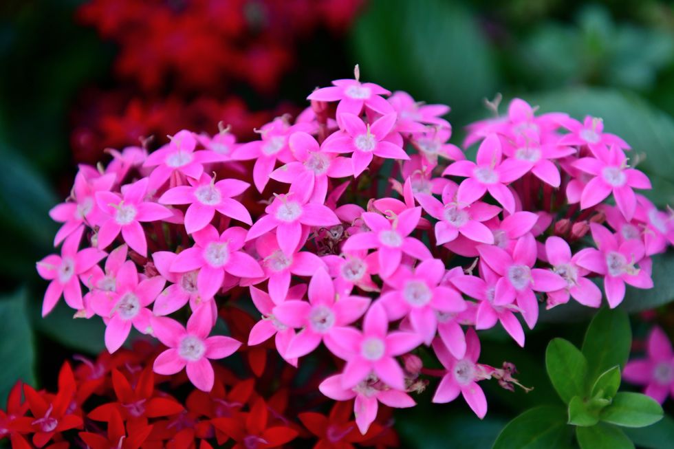 夏の花22選】花言葉も解説！初心者にもおすすめの品種と育て方のコツ