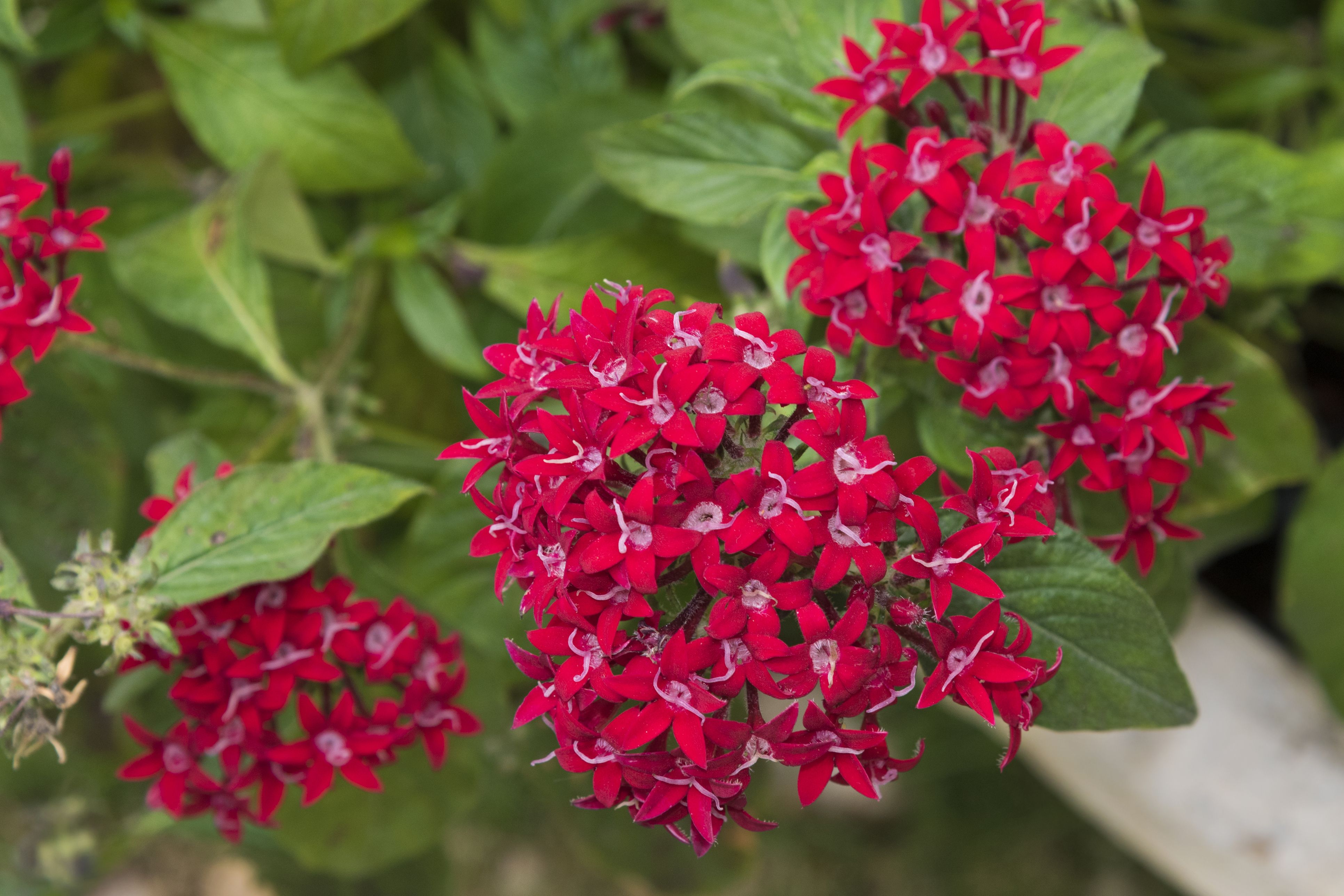 Small red flower plant discount