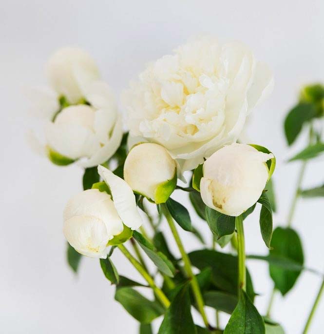 peonía duchesse de nemours