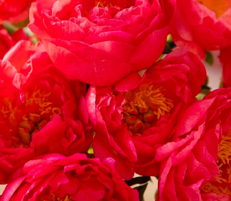peonía coral charm de color rojo