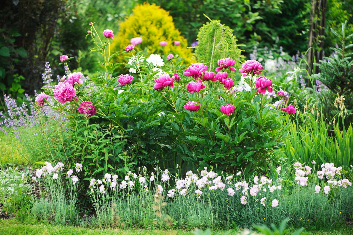 Everything to plant in May – plus garden jobs to tick off for the month