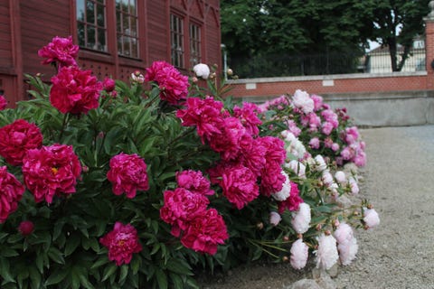 peonies