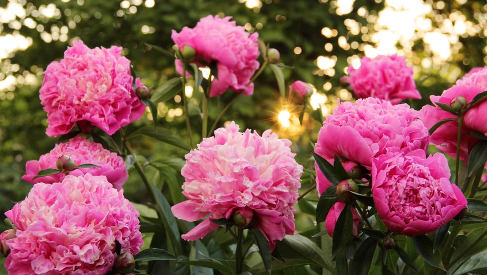 peonies