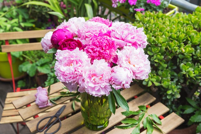 A Florist’s Free Hack To Longer-Blooming Peonies