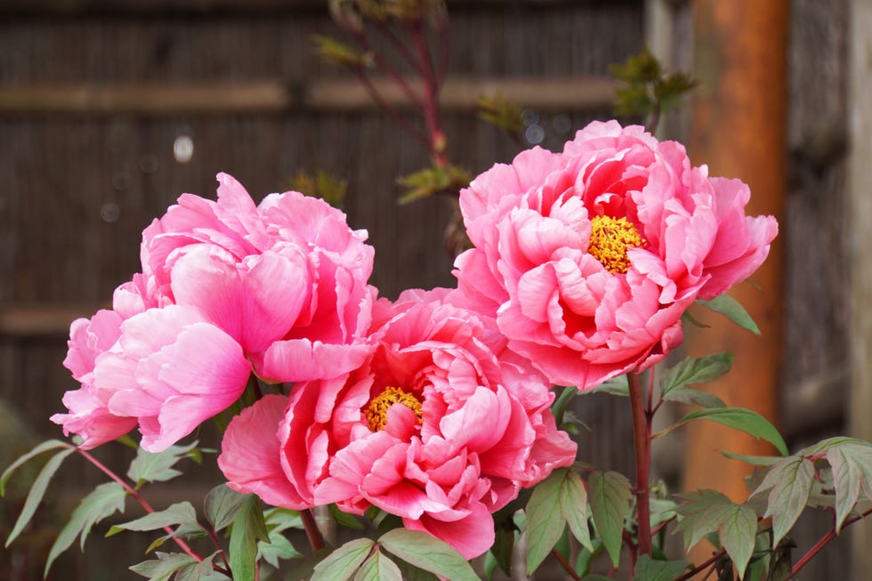 peony flower blooming in japanese garden