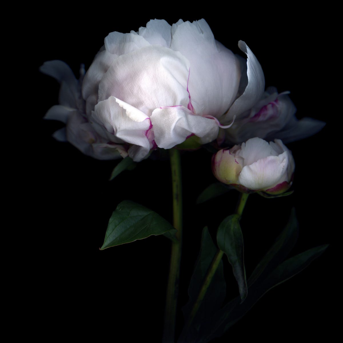 Peonies: How to grow them