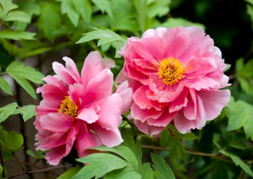a close up of a pink flower