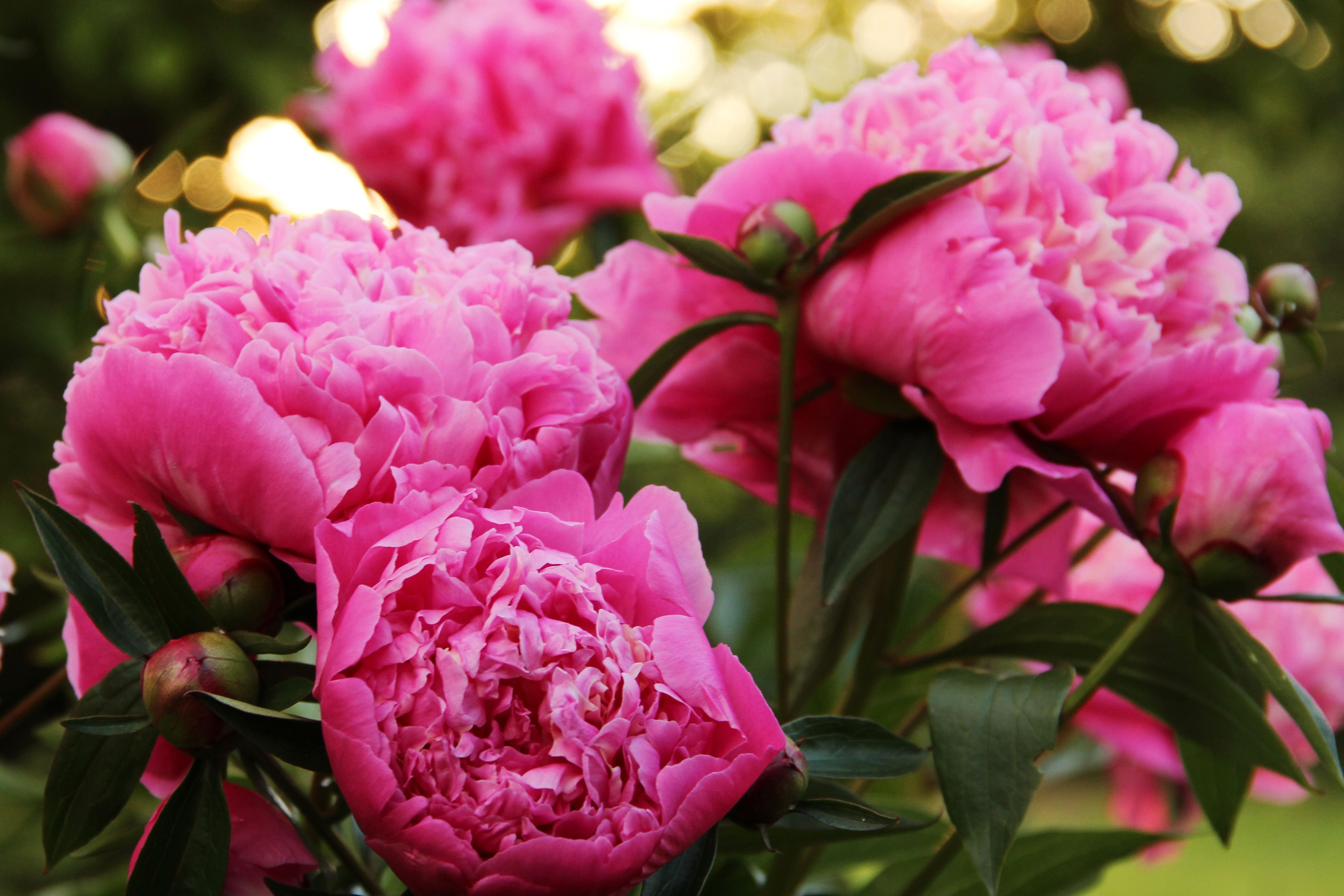 3 rules for growing perfect peonies