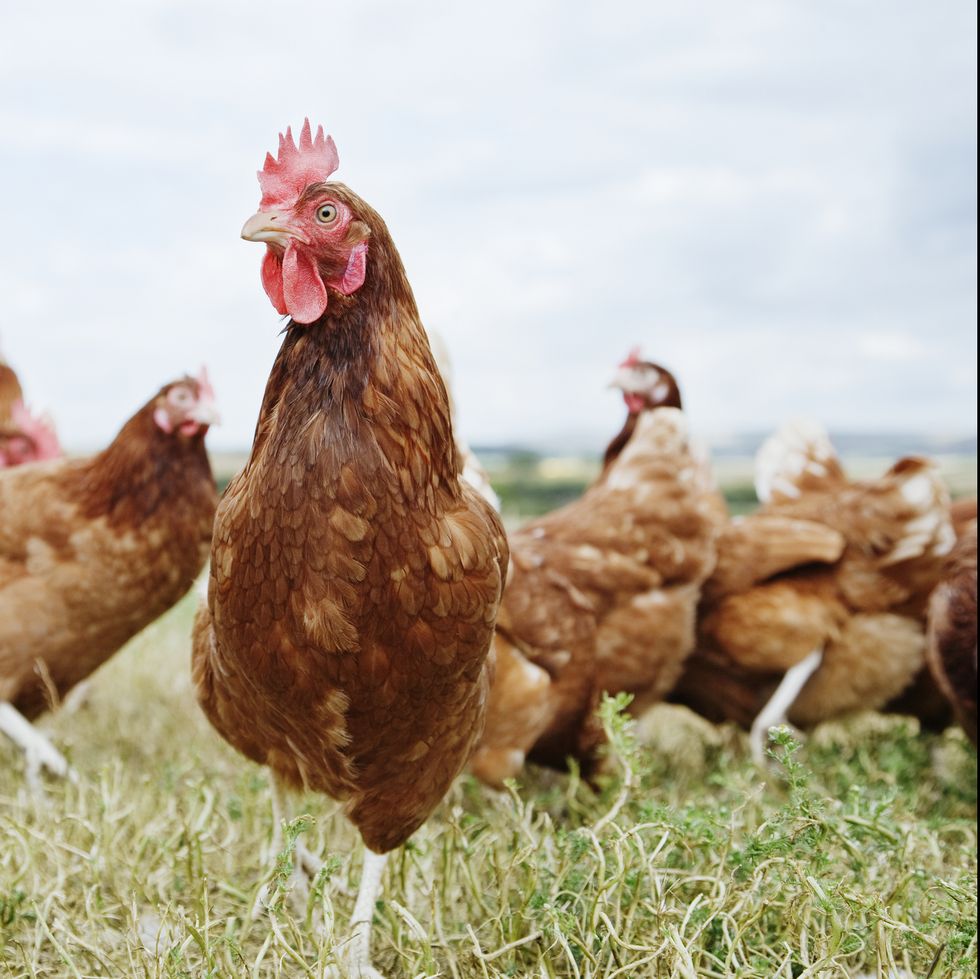 people calling on tesco to improve its chicken welfare