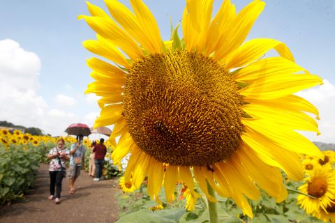 people visit a sunflower field in lopburi province, north of