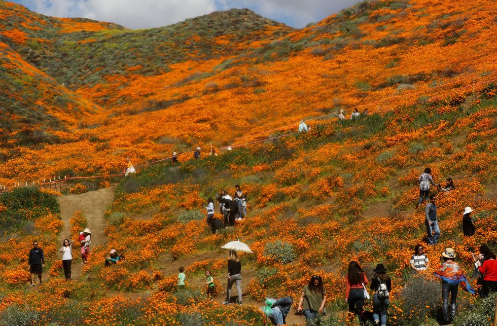 Wet Winter Weather Brings 'Super Bloom' Of Wildflowers To California