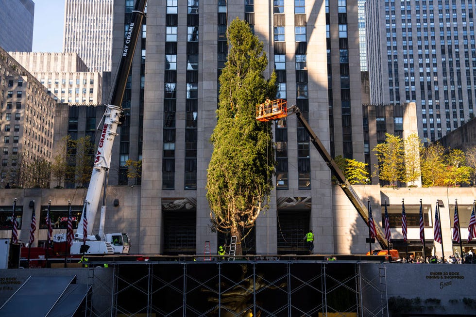 2024 rockefeller center christmas tree arrives