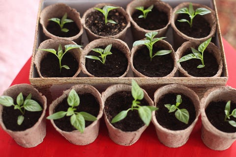 Pepper caspicum seedlings in peat pots