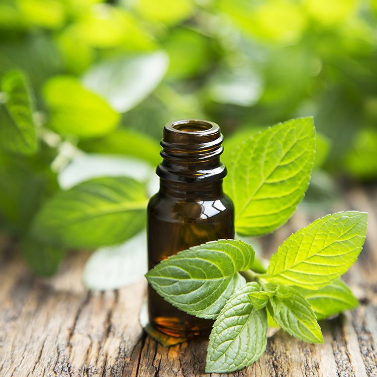 Peppermint, Eucalyptus, and Other Essential Oils