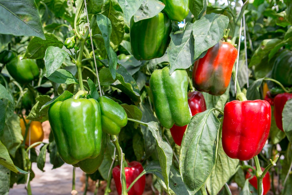 green and red sweet pepper tree in garden, bell peppers on tree