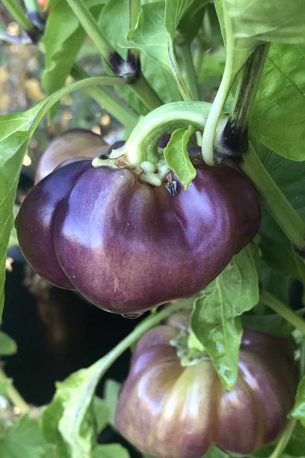 close up of a purple pepper on a tree