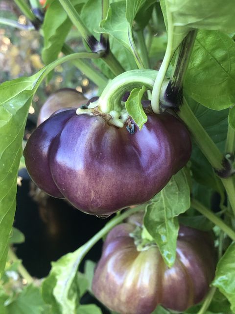 close up of a purple pepper on a tree