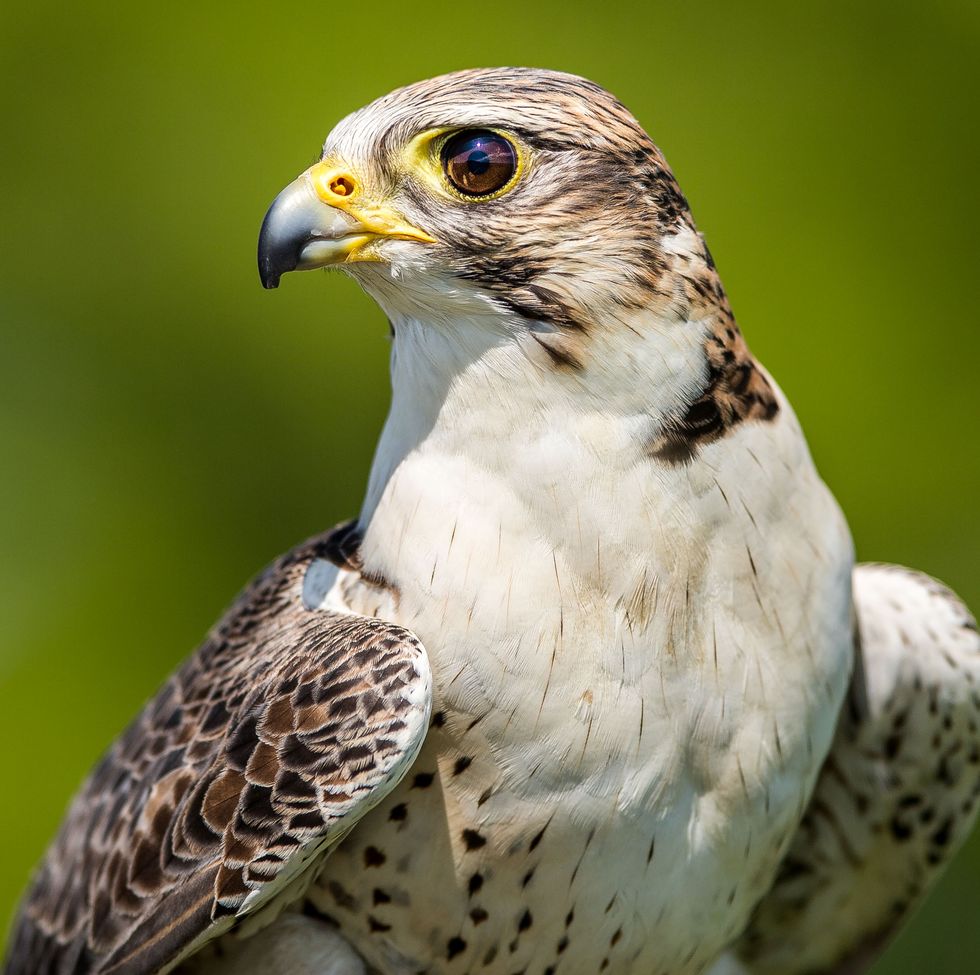 peregrine falcon live cam
