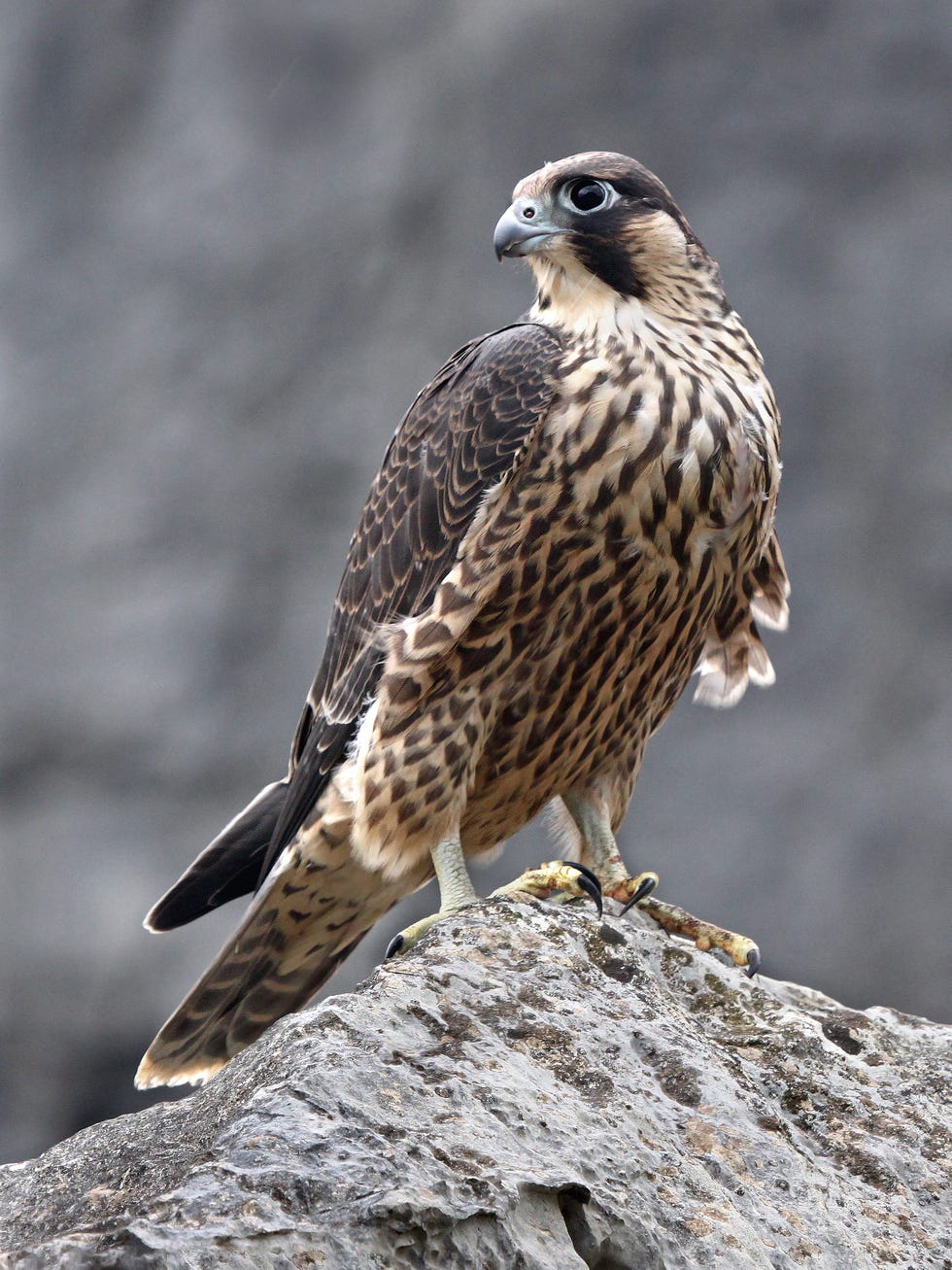 peregrine falcon