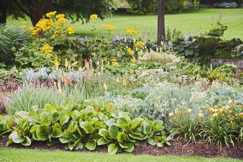 perennial bed with bergenia , daylilies , ornamental sea kale , red hot poker , and ligularia