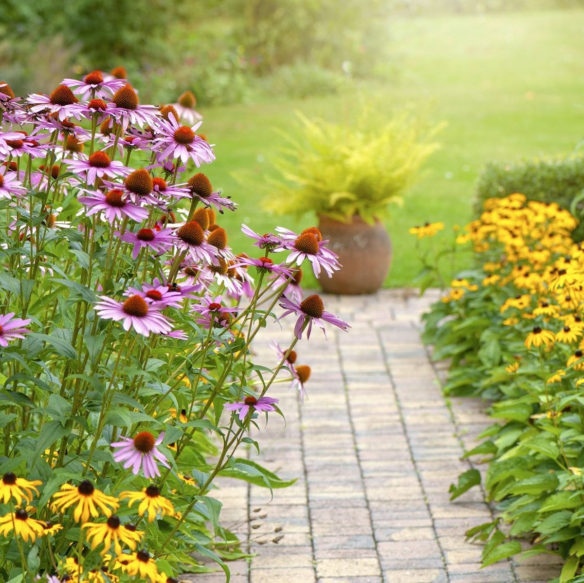 Perennials made simple - how to choose and grow the best plants for your  borders - The Middle-Sized Garden