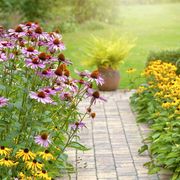 beautiful summer garden border with the perennial flowering plants purple coneflower and yellow black eyed susans