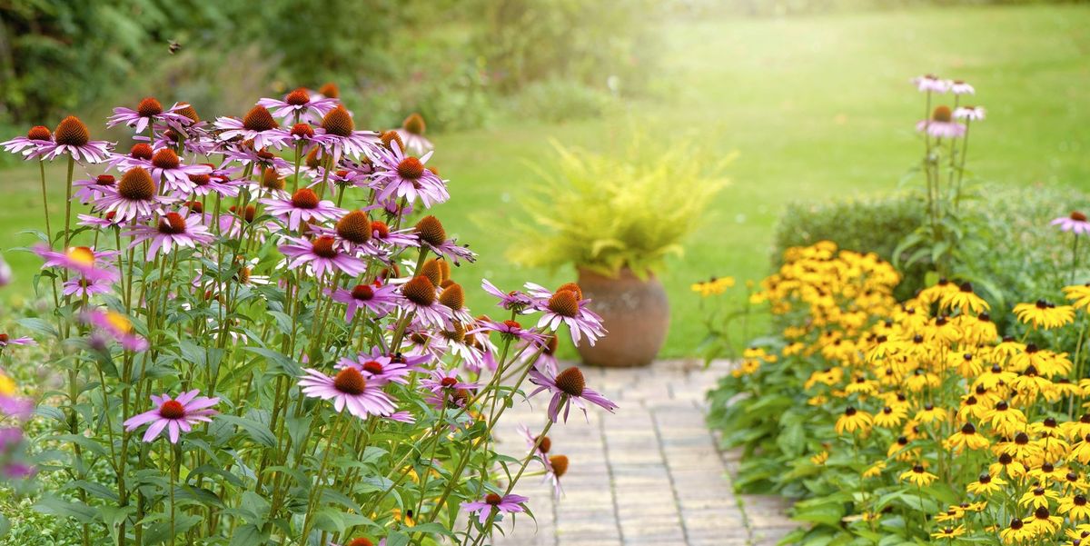 Grow Your Garden: Beautiful Flowers to Plant in Autumn