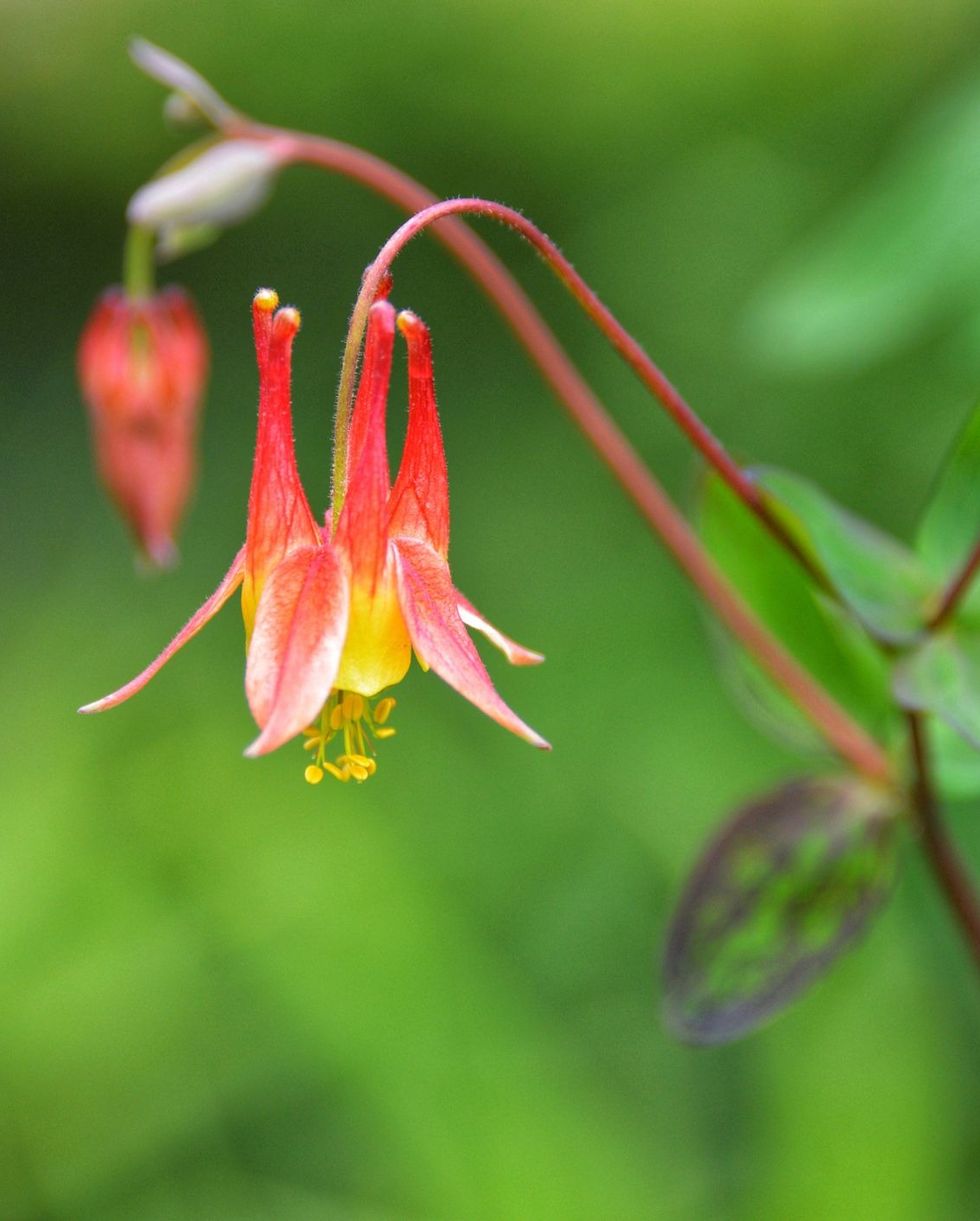 red columbine, perennial flower with trumpet shape