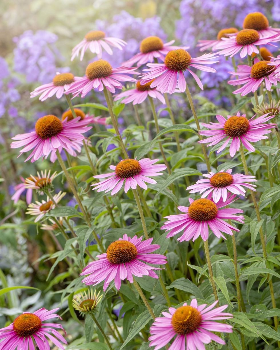 purple coneflower, also known as echinacea, blooming in perennial garden bed