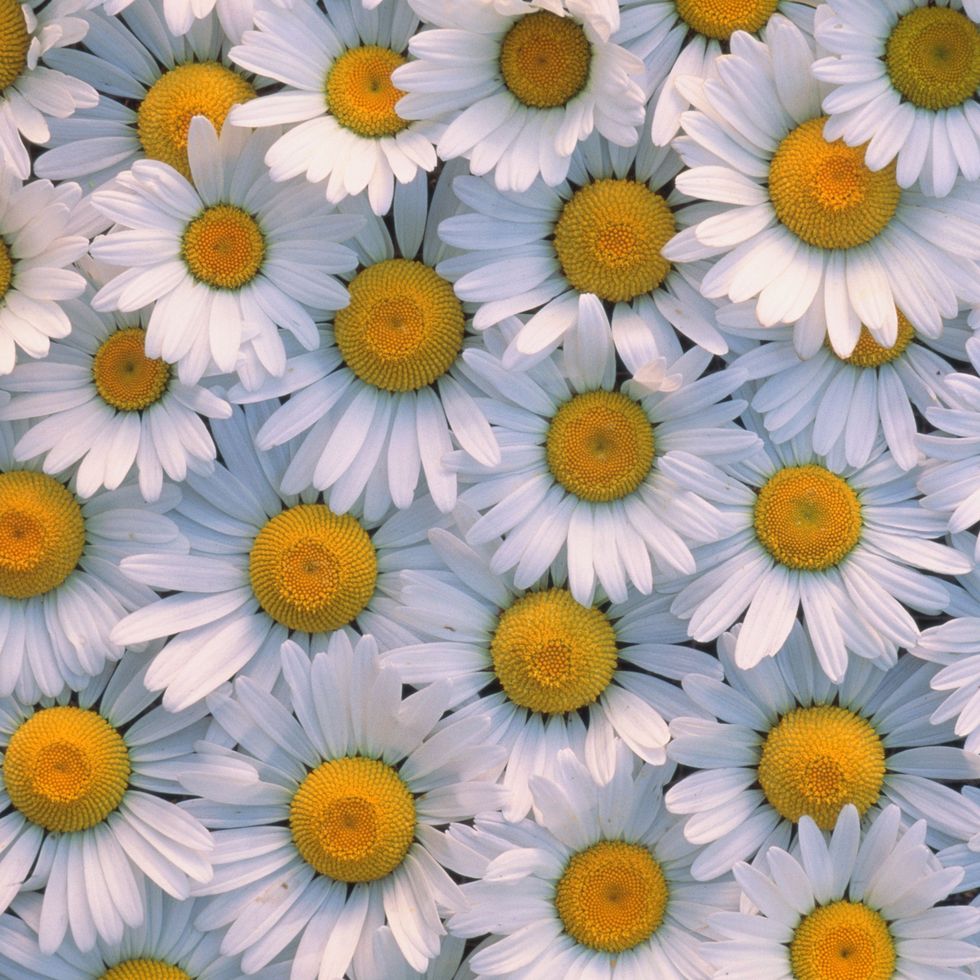 shasta daisies, small white perennial flowers