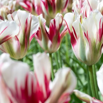 viridiflora tulip variety flaming spring green in garden